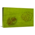 thumbnail image 1 of Global Gallery GCS-453184-1624-142 16 x 24 in. Glass Frog with Egg-Clutch & Tadpoles Under Leaf, Choco Rainforest, Ecuador Art Print - Pete Oxford, 1 of 1