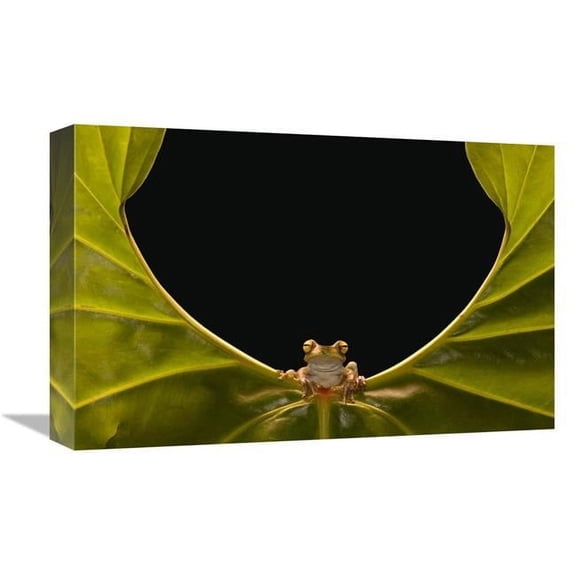 Global Gallery GCS-453192-1218-142 12 x 18 in. Cloud Forest Tree Frog Sitting on Edge of Leaf, Choco Rainforest, Ecuador Art Print - Pete Oxford