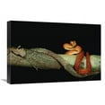 thumbnail image 1 of Global Gallery GCS-453204-1624-142 16 x 24 in. Emerald Tree Boa Juvenile, Iwokrama Reserve, Guyana Art Print - Pete Oxford, 1 of 1