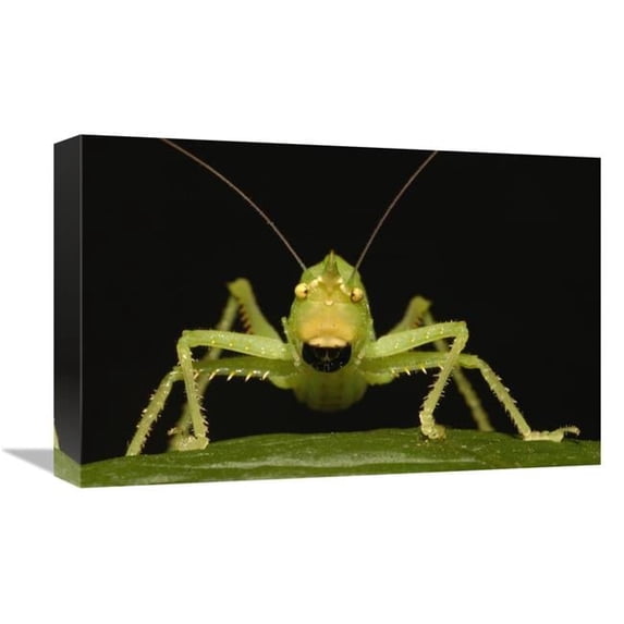 Global Gallery GCS-453207-1218-142 12 x 18 in. Katydid Close-Up Portrait, Ecuador Art Print - Pete Oxford