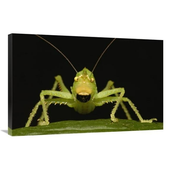 Global Gallery GCS-453207-2436-142 24 x 36 in. Katydid Close-Up Portrait, Ecuador Art Print - Pete Oxford
