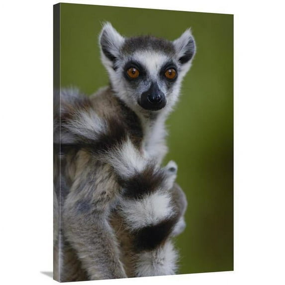 Global Gallery GCS-453237-2436-142 24 x 36 in. Ring-Tailed Lemur Portrait, Berenty Reserve, Madagascar Art Print - Pete Oxford