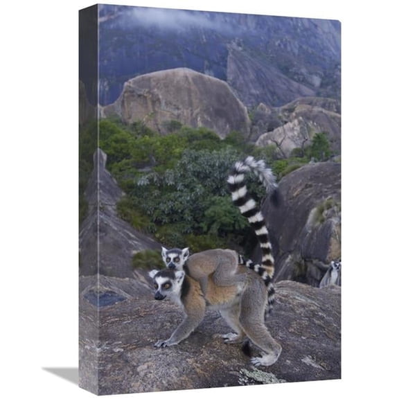 Global Gallery GCS-453243-1218-142 12 x 18 in. Ring-Tailed Lemur & Young, Near Andringitra Mountains, Madagascar Art Print - Pete Oxford