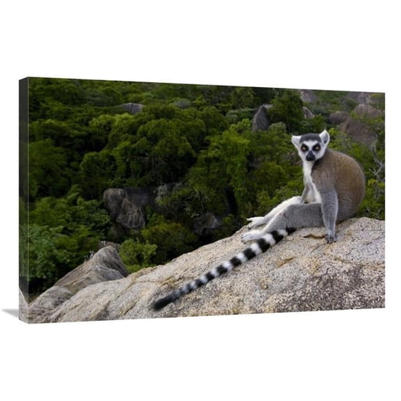 Global Gallery GCS-453245-2436-142 24 x 36 in. Ring-Tailed Lemur Resting on Rocks in the Andringitra Mountains, Madagascar Art Print - Pete Oxford