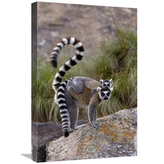 Global Gallery GCS-453247-1624-142 16 x 24 in. Ring-Tailed Lemur Mother & Young, Near Andringitra Mountains, Madagascar Art Print - Pete Oxford