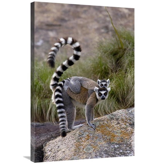 Global Gallery GCS-453247-2436-142 24 x 36 in. Ring-Tailed Lemur Mother & Young, Near Andringitra Mountains, Madagascar Art Print - Pete Oxford