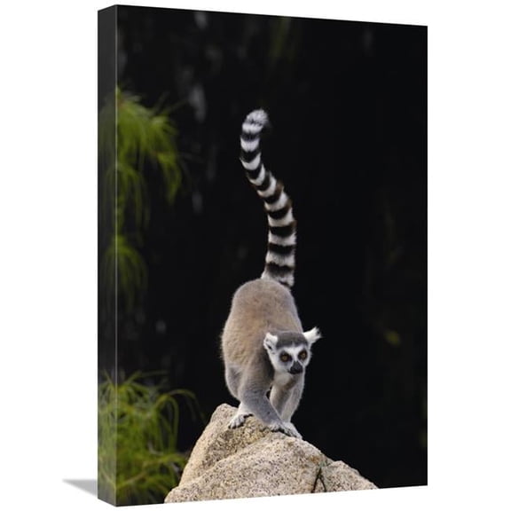 Global Gallery GCS-453250-1624-142 16 x 24 in. Ring-Tailed Lemur in the Andringitra Mountains, Madagascar Art Print - Pete Oxford