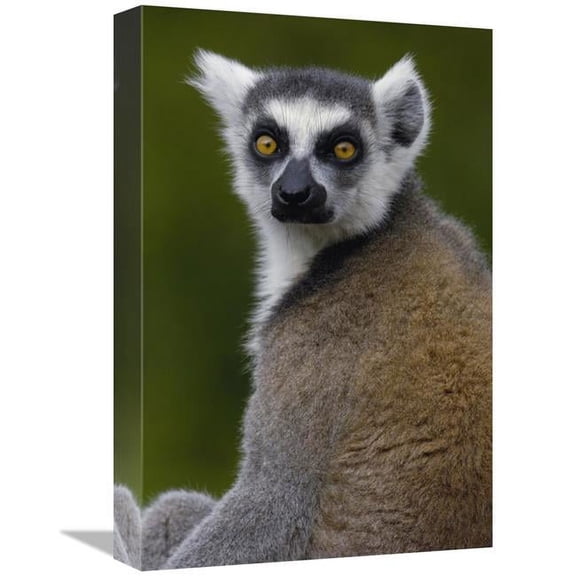 Global Gallery GCS-453252-1218-142 12 x 18 in. Ring-Tailed Lemur Portrait in the Andringitra Mountains, Madagascar Art Print - Pete Oxford