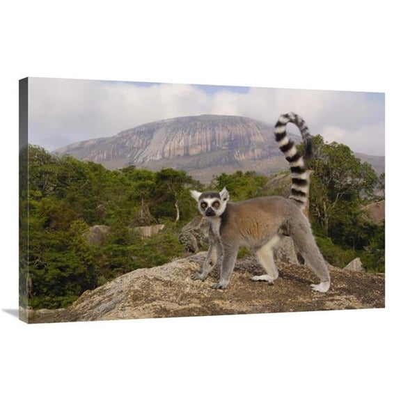 Global Gallery GCS-453253-2436-142 24 x 36 in. Ring-Tailed Lemur in the Andringitra Mountains, Madagascar Art Print - Pete Oxford