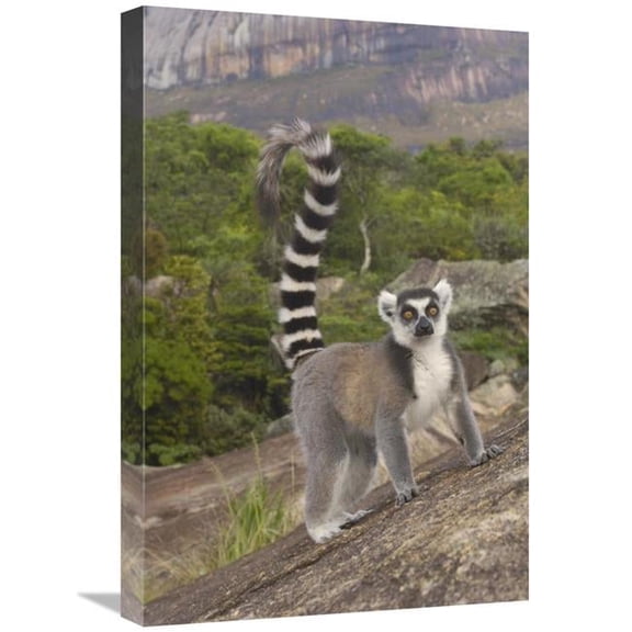 Global Gallery GCS-453258-1624-142 16 x 24 in. Ring-Tailed Lemur Portrait on Rocks in the Andringitra Mountains, Madagascar Art Print - Pete Oxford