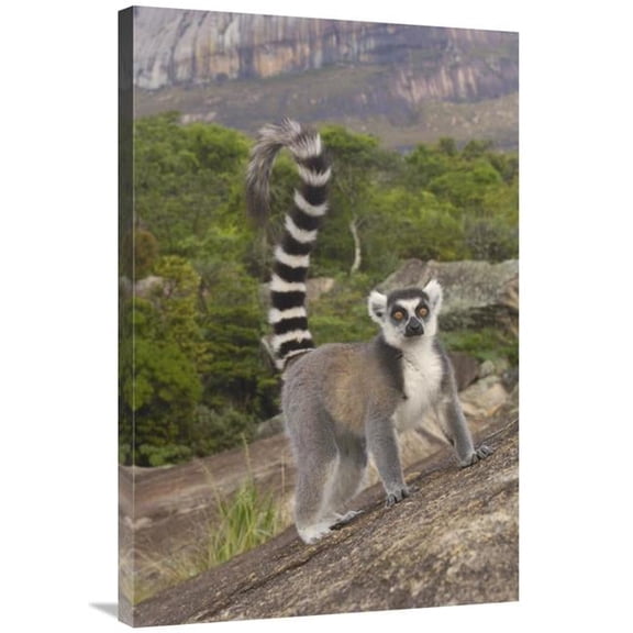 Global Gallery GCS-453258-2436-142 24 x 36 in. Ring-Tailed Lemur Portrait on Rocks in the Andringitra Mountains, Madagascar Art Print - Pete Oxford