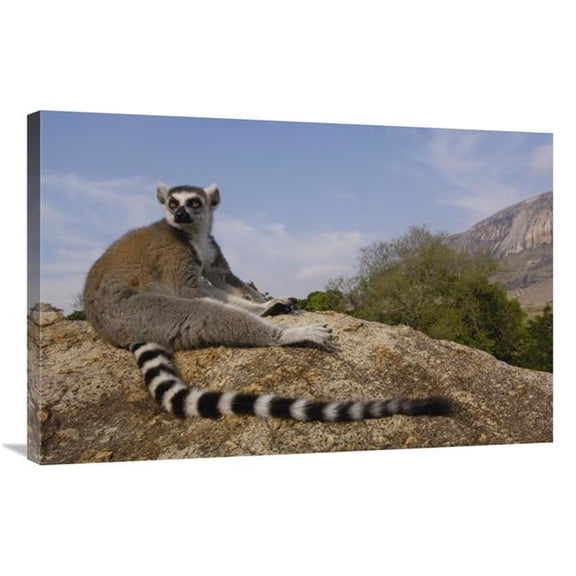 Global Gallery GCS-453260-2436-142 24 x 36 in. Ring-Tailed Lemur Portrait on Rocks in the Andringitra Mountains, Madagascar Art Print - Pete Oxford