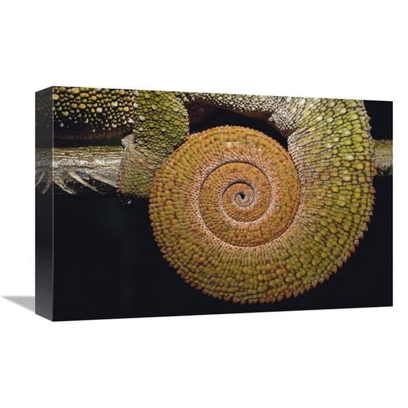 Global Gallery GCS-453261-1218-142 12 x 18 in. Panther Chameleon with Tail Curled in Sleeping Position, Madagascar Art Print - Pete Oxford