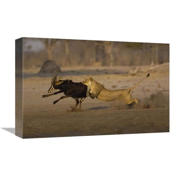 Global Gallery GCS-453263-1218-142 12 x 18 in. African Lion Female Bringing Down Sable Antelope, Africa Art Print - Pete Oxford