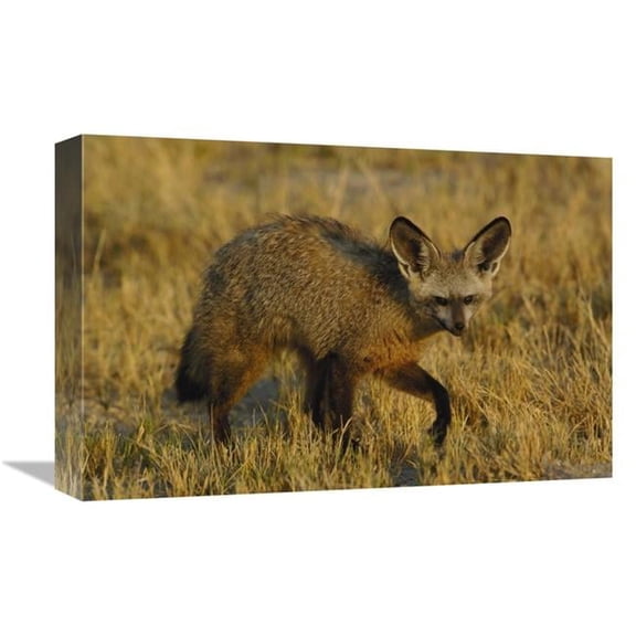 Global Gallery GCS-453266-1218-142 12 x 18 in. Bat-Eared Fox Portrait, Africa Art Print - Pete Oxford