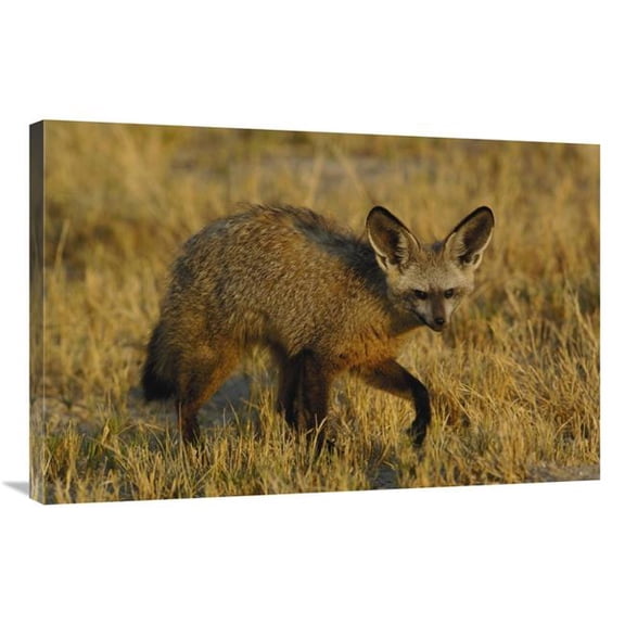 Global Gallery GCS-453266-2436-142 24 x 36 in. Bat-Eared Fox Portrait, Africa Art Print - Pete Oxford