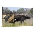 thumbnail image 1 of Global Gallery GCS-453270-2030-142 20 x 30 in. African Lion Attacking Cape Buffalo, Africa Art Print - Pete Oxford, 1 of 1
