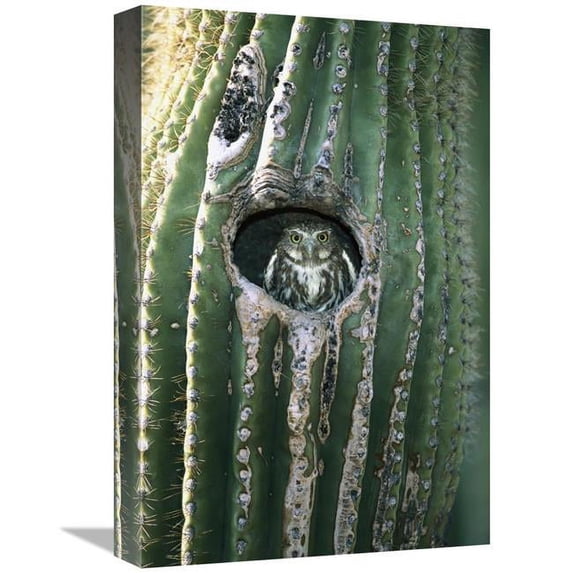 Global Gallery GCS-453275-1218-142 12 x 18 in. Ferruginous Pygmy Owl in Saguaro Cactus, Altar Valley, Arizona Art Print - Tom Vezo