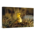 thumbnail image 1 of Global Gallery GCS-453276-2030-142 20 x 30 in. Canada Goose Gosling, Churchill, Manitoba, Canada Art Print - Tom Vezo, 1 of 1