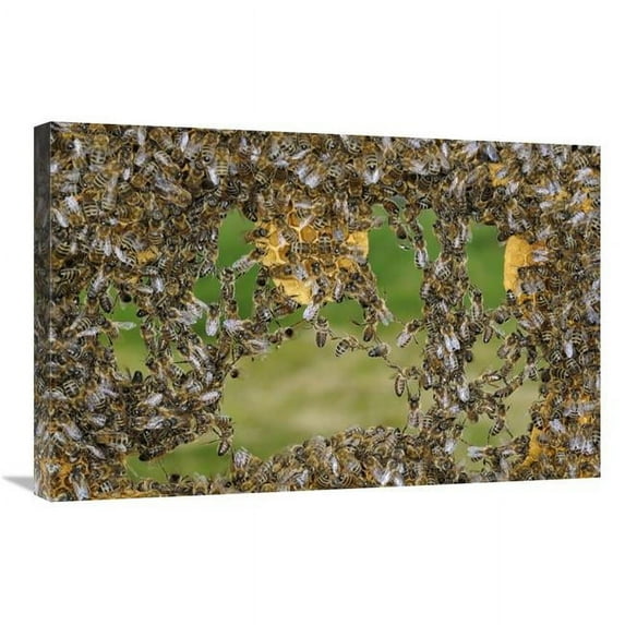 Global Gallery GCS-453384-2030-142 20 x 30 in. Honey Bee Chains Made to Repair Honeycomb, Germany Art Print - Heidi And Hans-Juergen Koch