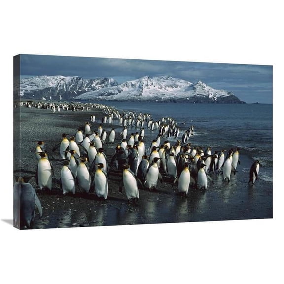 Global Gallery GCS-453388-2436-142 24 x 36 in. King Penguin Colony Along Shoreline, Bay of Isles, South Georgia Island Art Print - Colin Monteath