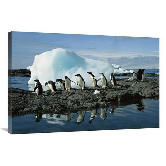 Global Gallery GCS-453395-2436-142 24 x 36 in. Adelie Penguins Coming Ashore to Rookery, Brown Bluff, Antarctica Art Print - Colin Monteath