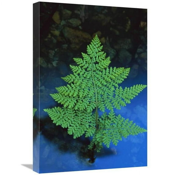 Global Gallery GCS-453512-1624-142 16 x 24 in. Beadfern, New Zealand Art Print - Lynda Harper