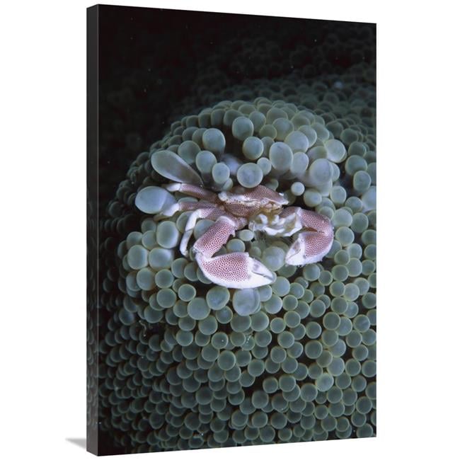 Anemone Crab Print - BENEATH THE SURFACE