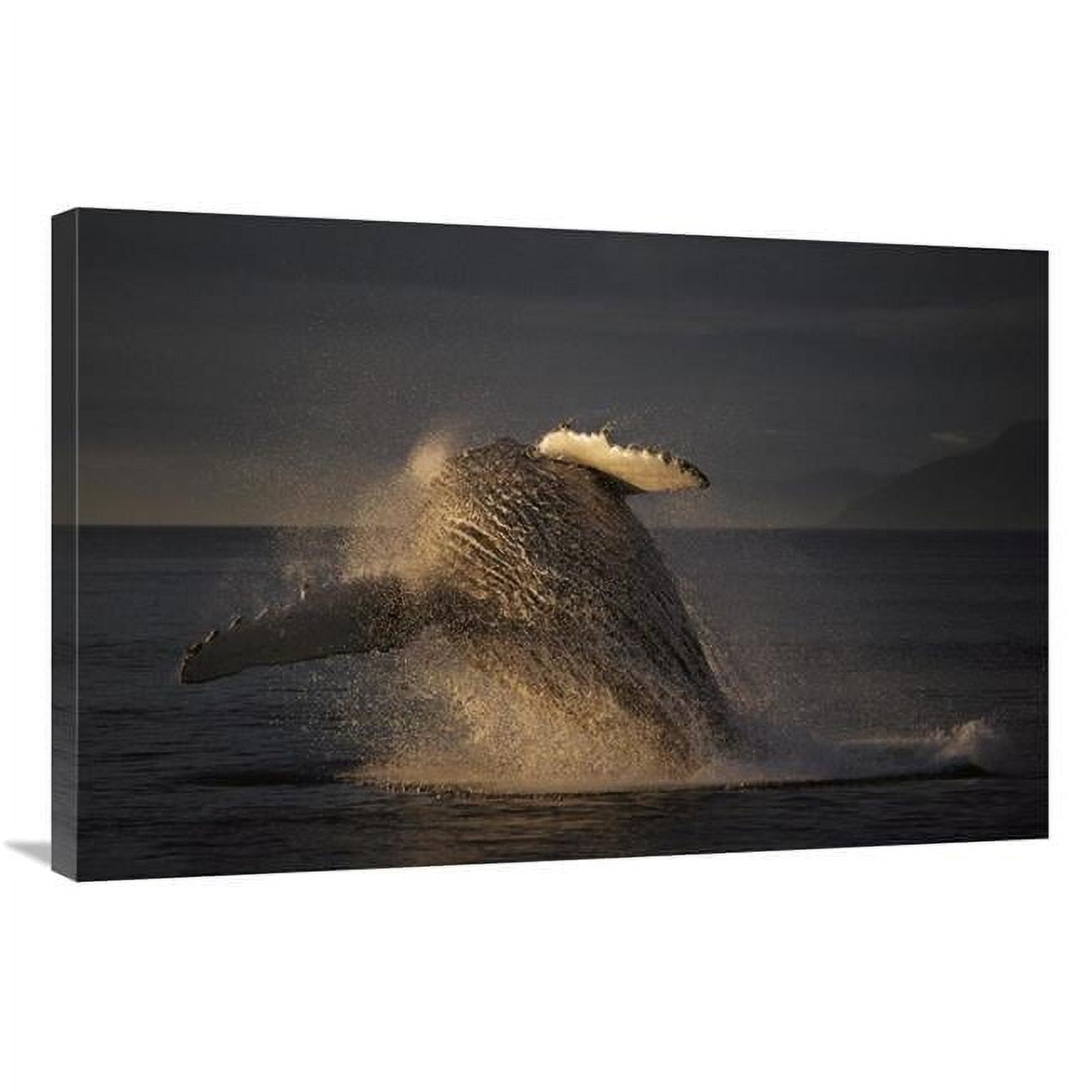 Global Gallery GCS4535472436142 24 x 36 in. Humpback Whale Breaching
