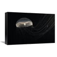 thumbnail image 1 of Global Gallery GCS-453556-1218-142 12 x 18 in. Crystal Jellyfish, North Pacific Ocean Art Print - Hiroya Minakuchi, 1 of 1