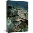 thumbnail image 1 of Global Gallery GCS-453563-1218-142 12 x 18 in. Green Sea Turtle on Coral Reef, Sipadan Island, Celebes Sea, Borneo Art Print - Hiroya Minakuchi, 1 of 1