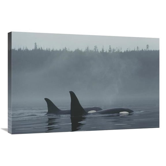 Global Gallery GCS-453565-2436-142 24 x 36 in. Orca Male & Female Surfacing, Johnstone Strait, BC, Canada Art Print - Hiroya Minakuchi