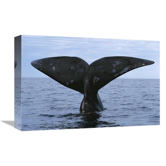 Global Gallery GCS-453570-1218-142 12 x 18 in. Southern Right Whale Diving, Valdes Peninsula, Argentina Art Print - Hiroya Minakuchi