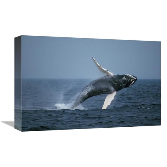 Global Gallery GCS-453571-1218-142 12 x 18 in. Humpback Whale Breaching, Stellwagen Bank NMS, Cape Cod, Massachusetts Art Print - Hiroya Minakuchi