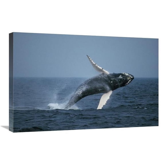 Global Gallery GCS-453571-2030-142 20 x 30 in. Humpback Whale Breaching, Stellwagen Bank NMS, Cape Cod, Massachusetts Art Print - Hiroya Minakuchi