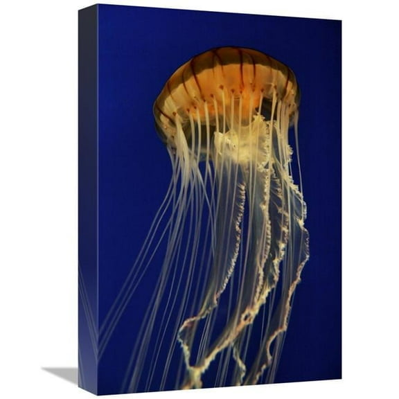 Global Gallery GCS-453573-1218-142 12 x 18 in. Pacific Sea Nettle Spreading Tentacles, Aquarium, Japan Art Print - Hiroya Minakuchi