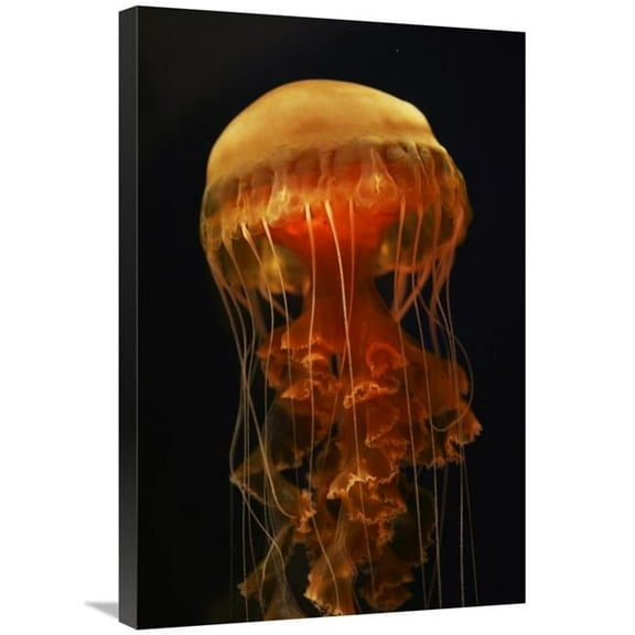 Global Gallery GCS-453574-2030-142 20 x 30 in. Black Sea Nettle Spreading Tentacles, Aquarium, Japan Art Print - Hiroya Minakuchi