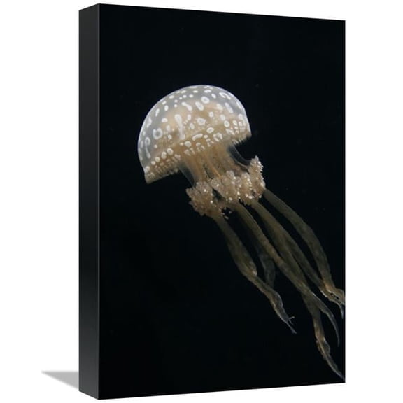 Global Gallery GCS-453576-1218-142 12 x 18 in. Papuan Jellyfish, Japan Art Print - Hiroya Minakuchi