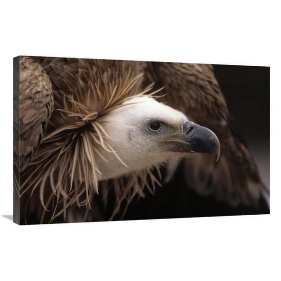 Global Gallery GCS-453589-2436-142 24 x 36 in. Griffon Vulture Adult Portrait, Europe Art Print - Duncan Usher