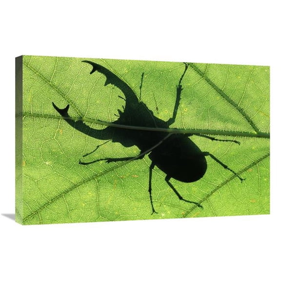 Global Gallery GCS-453590-2030-142 20 x 30 in. Stag Beetle Silhouette of Male Stag Beetle on Leaf, Europe Art Print - Jan Vermeer