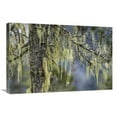 thumbnail image 1 of Global Gallery GCS-453616-2030-142 20 x 30 in. Pine Trees Covered with Bearded Lichens, Mitkof Island, Southeast Alaska Art Print - Konrad Wothe, 1 of 1
