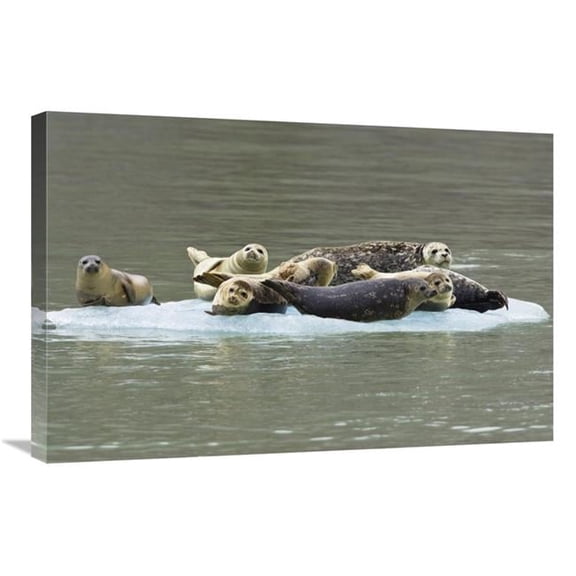 Global Gallery GCS-453618-2030-142 20 x 30 in. Harbor Seal Group on Icefloe, Alaska Art Print - Konrad Wothe