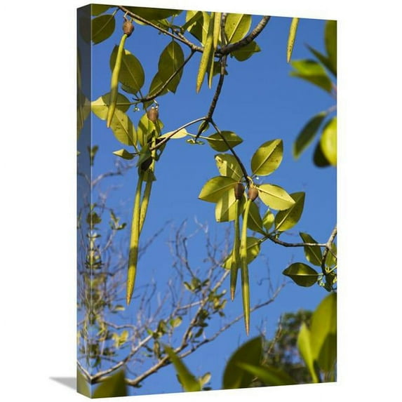 Global Gallery GCS-453621-1624-142 16 x 24 in. Bakau Kurap Fruit, India Art Print - Konrad Wothe