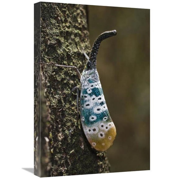 Global Gallery GCS-453625-1624-142 16 x 24 in. Lantern Bug, North Andaman Islands, India Art Print - Konrad Wothe