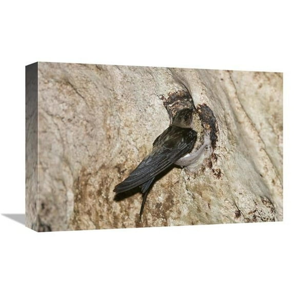 Global Gallery GCS-453629-1218-142 12 x 18 in. Edible-Nest Swiftlet on Nest, North Andaman Islands, India Art Print - Konrad Wothe