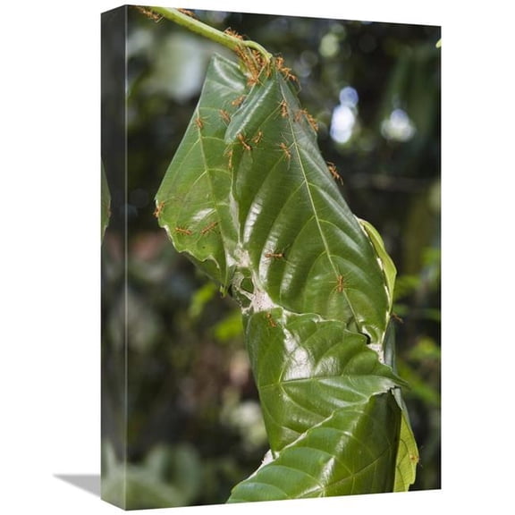 Global Gallery GCS-453641-1218-142 12 x 18 in. Weaver Ant Nest in Rainforest, Havelock Island, India Art Print - Konrad Wothe