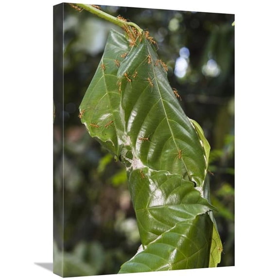 Global Gallery GCS-453641-1624-142 16 x 24 in. Weaver Ant Nest in Rainforest, Havelock Island, India Art Print - Konrad Wothe