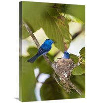 Global Gallery GCS-453648-2030-142 20 x 30 in. Black-Naped Monarch Pair At Nest, India Art Print - Konrad Wothe