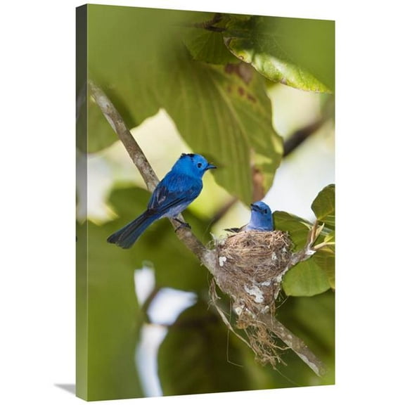 Global Gallery GCS-453648-2030-142 20 x 30 in. Black-Naped Monarch Pair At Nest, India Art Print - Konrad Wothe