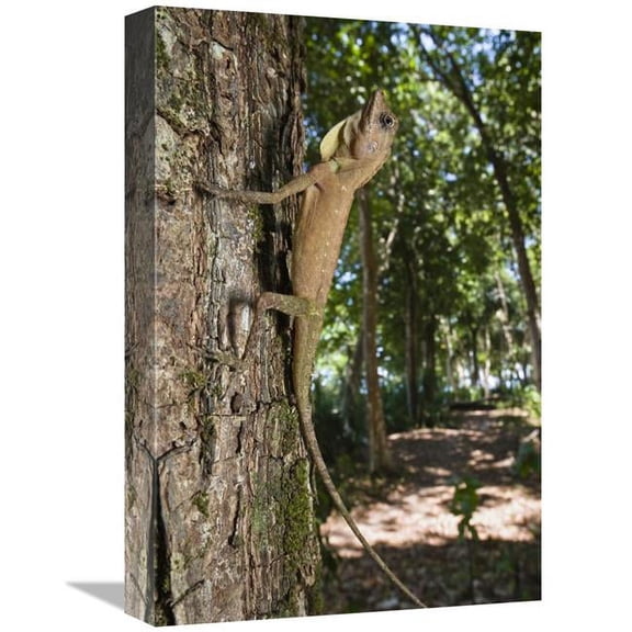 Global Gallery GCS-453650-1218-142 12 x 18 in. Tree Dragon Young, India Art Print - Konrad Wothe